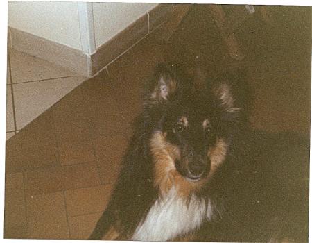 mon chien kan il été bb